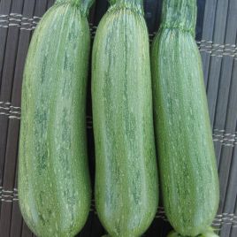 Кабачок Ларрі F1 (INX 5273 F1)