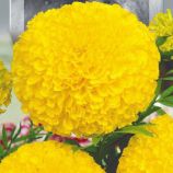 Бархатцы Лимонный принц 