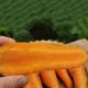 Шантане Курода семена моркови Шантане ранней 90-95 дн.14-16 см (Innova Seeds)