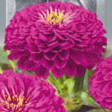 Цинния Элегантная Розово-лавандовая 