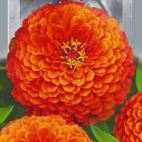 Цинія Елегантна Помаранчева 