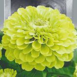 Цинния Элегантная Энви