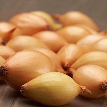 Шекспир севок лука репчатого озимого желтого (TOP Onion Sets)
