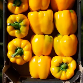 Перець Соланор F1 