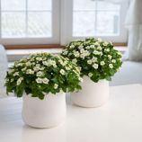 Экзакум Принцесса белый (white) 