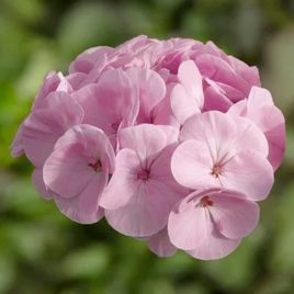 Пеларгония БуллзАй F1 розовый (Bulls Eye F1 light pink) 