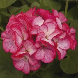 Пеларгония Пинто F1 розовый биколор (rose bicolor) 