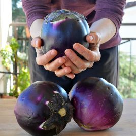 Флоренция семена баклажана раннего 75 дн. 11-12 см окр. (Hortus)