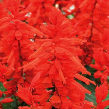 Сальса scarlet семена сальвии (Syngenta)
