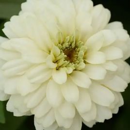 Цинния Сахара F1 белая (white) 