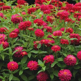 Сахара F1 chery семена циннии низкорослой 25-30см (Pan American)