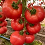 Томат Масумі F1 