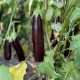 Дар F1 семена баклажана раннего 55-60 дн. 250 гр. 25-28 см цилиндр. (Spark Seeds)