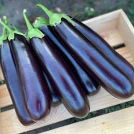 Дар F1 семена баклажана раннего 55-60 дн. 250 гр. 25-28 см цилиндр. (Spark Seeds)
