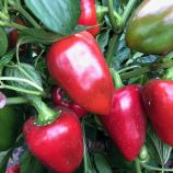 Комбат F1 семена перца сладкого тип Венгерский раннего 60 дн. 160-180 гр. 14х7 см 7 мм зел./красн. (Spark Seeds)