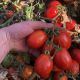 5108 F1 семена томата дет. раннего 95-100 дн. слив. 75-85 гр. красный (Heinz/Spark Seeds)