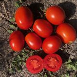 5108 F1 семена томата дет. раннего 95-100 дн. слив. 75-85 гр. красный (Heinz/Spark Seeds)