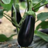 Баклажан ЦРХ 50170 F1 (CRX 50170 F1) 