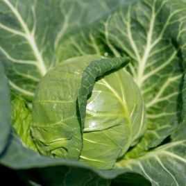 Люсима F1 (калибр.) (Lucyma) семена капусты б/к ранней 48-50 дн. 0,8-1,5 кг окр. (Rijk Zwaan)