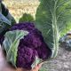 Капуста Лавендер F1 (Lavender) 