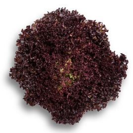 Салат Сенсибель (Cencibel) 