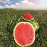 Арбуз Инсепшен F1