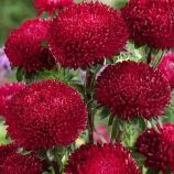 Айстра Балун рубіново-червоний 