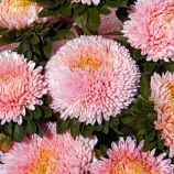 Астра Балун яблочный цвет 