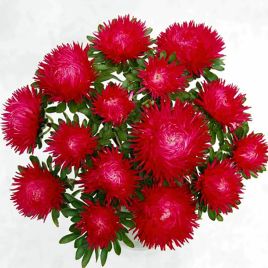 Айстра Ювель скарлет 