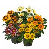 Газанія Зані F1 (Zany F1) суміш (mix) 