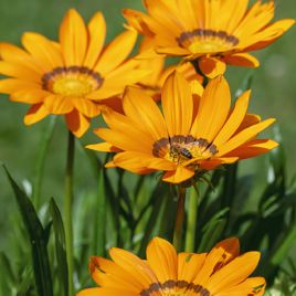 Зани F1 (Zany F1) оранжевая (orange) семена газании 25-30см (Benary)