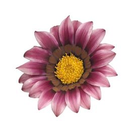 Зани F1 (Zany F1) розовая (pink) семена газании 25-30см (Benary)