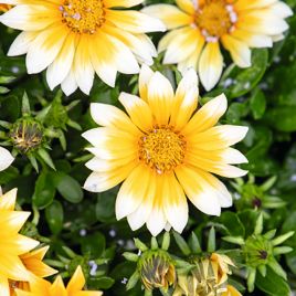 Зани F1 (Zany F1) sunny-side up семена газании 25-30см (Benary)