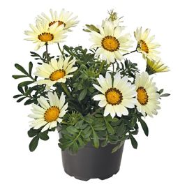 Газания Зани F1 (Zany F1) белая (white) 