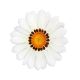 Зани F1 (Zany F1) белая (white) семена газании 25-30см (Benary)