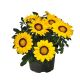 Зани F1 (Zany F1) желтая (yellow) семена газании 25-30см (Benary)
