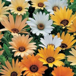 Диморфотека Африканская ромашка смесь 