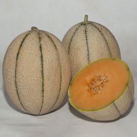 Диня Массімо F1 (Масімо F1) 