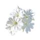 Элиза белая (white) семена левизии 15-20см (Benary)