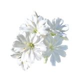Элиза белая (white) семена левизии 15-20см (Benary)