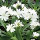 Элиза белая (white) семена левизии 15-20см (Benary)