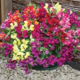 Антіринум Кенді Шауер F1 суміш (mix) 