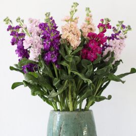 Левкой Айрон смесь (mix) 