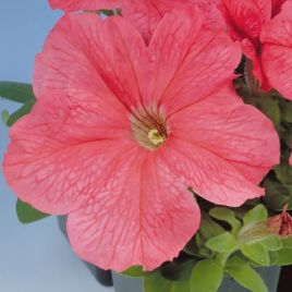 Петуния Игл F1 салмон (salmon)