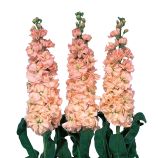 Левкой Айрон apricot 