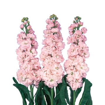 Левкой Айрон cherry blossom 