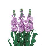 Левкой Айрон marine