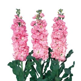 Левкой Айрон розовая (pink) 