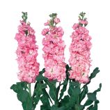 Левкой Айрон рожева (pink) 