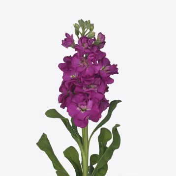 Левкой Айрон rose 